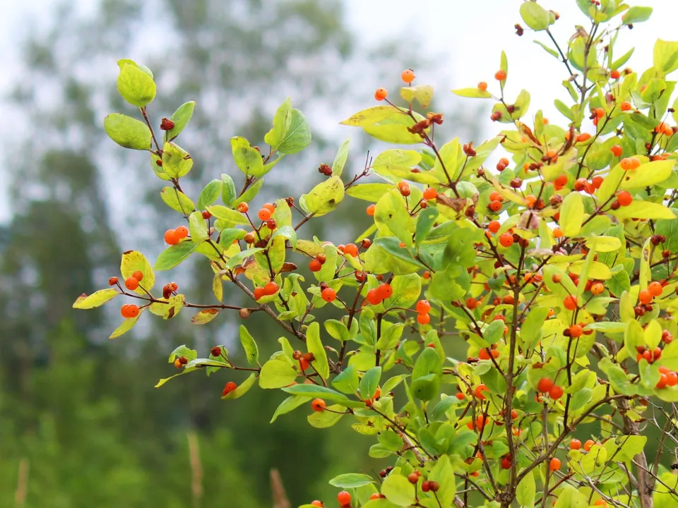Жимолость татарская.&nbsp;Фото: Мария Аргир.
