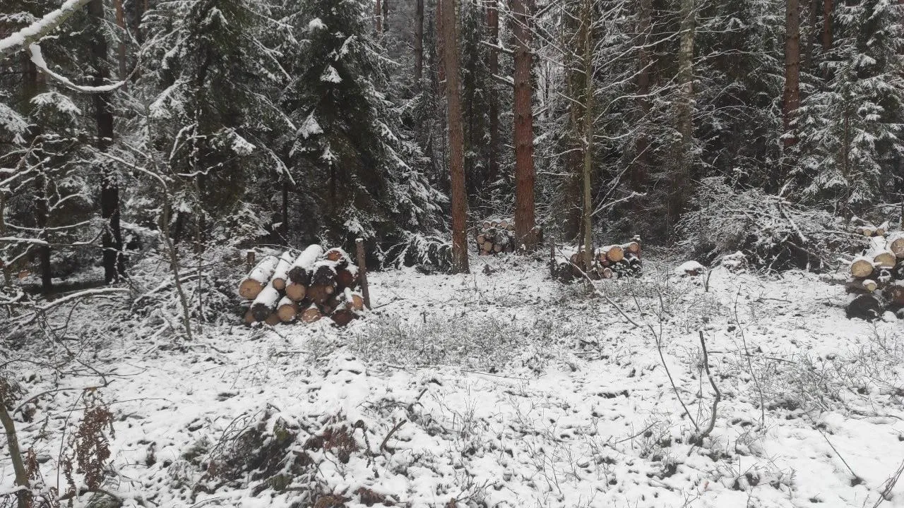 Более 60 гектаров леса расчистили в Подмосковье в этом году в рамках экологической акции