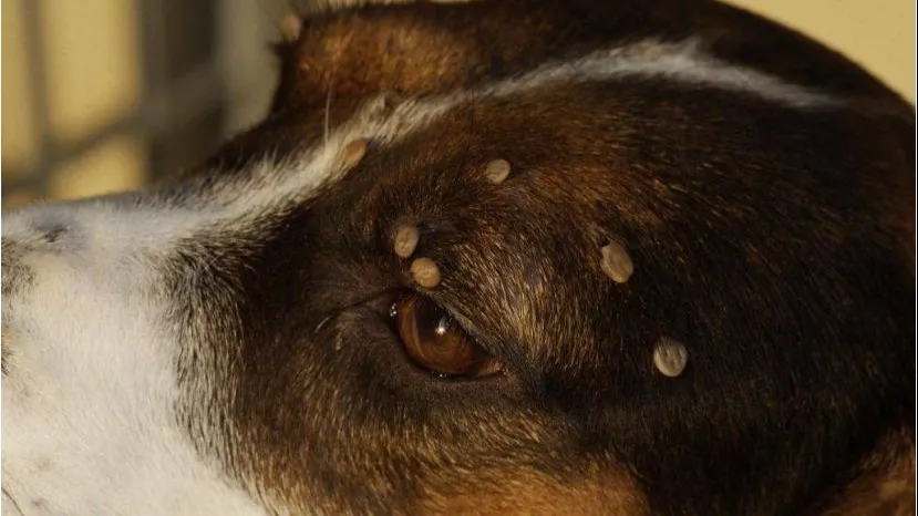 Фото: Дмитровская ветеринарная станция.