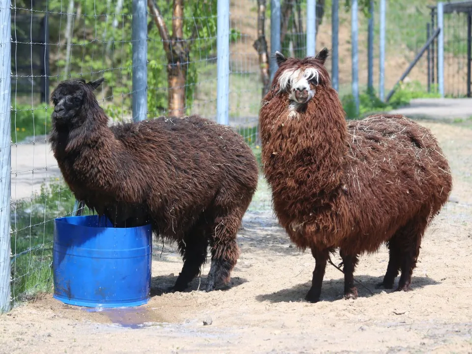 Фото: медиасток.рф