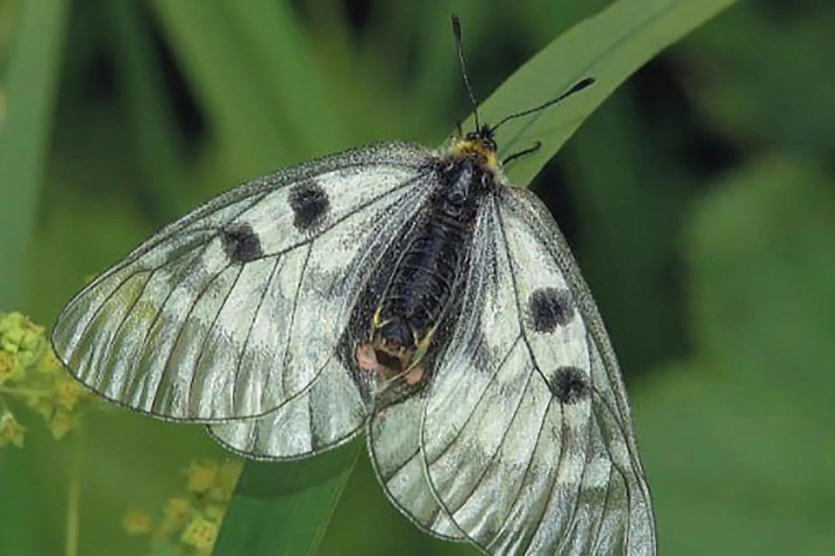 Фото https://vk.com/pressmo.