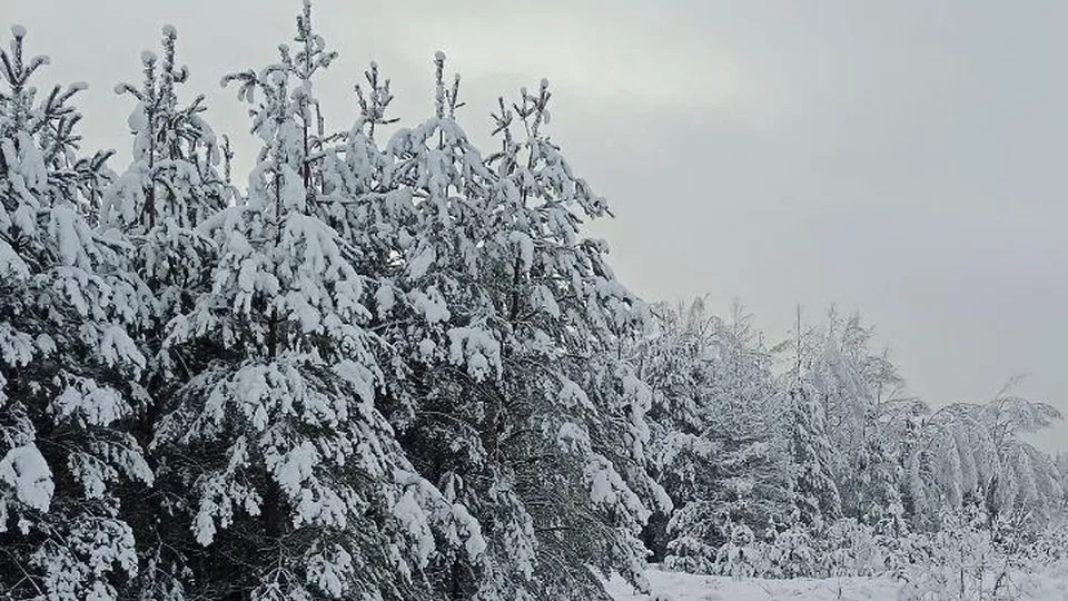 Фото: Шатурское лесничество