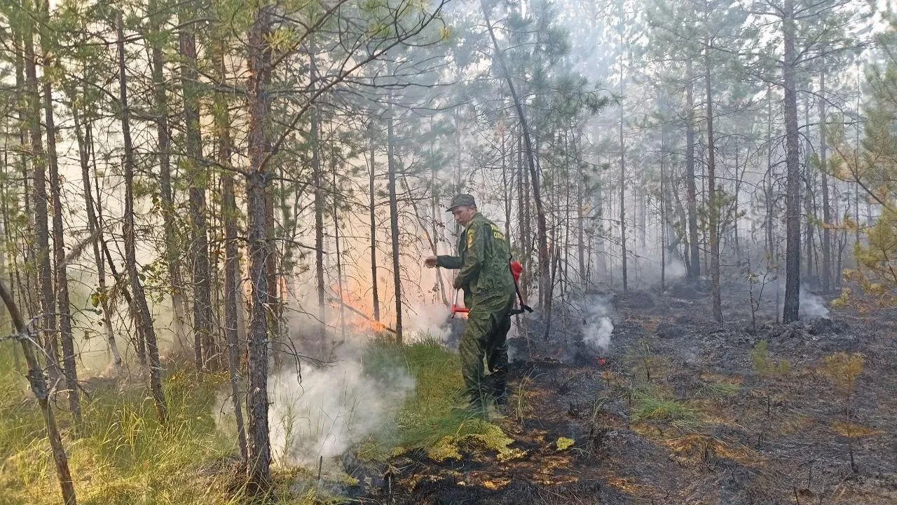 Лесной пожар ликвидировали в Шатуре