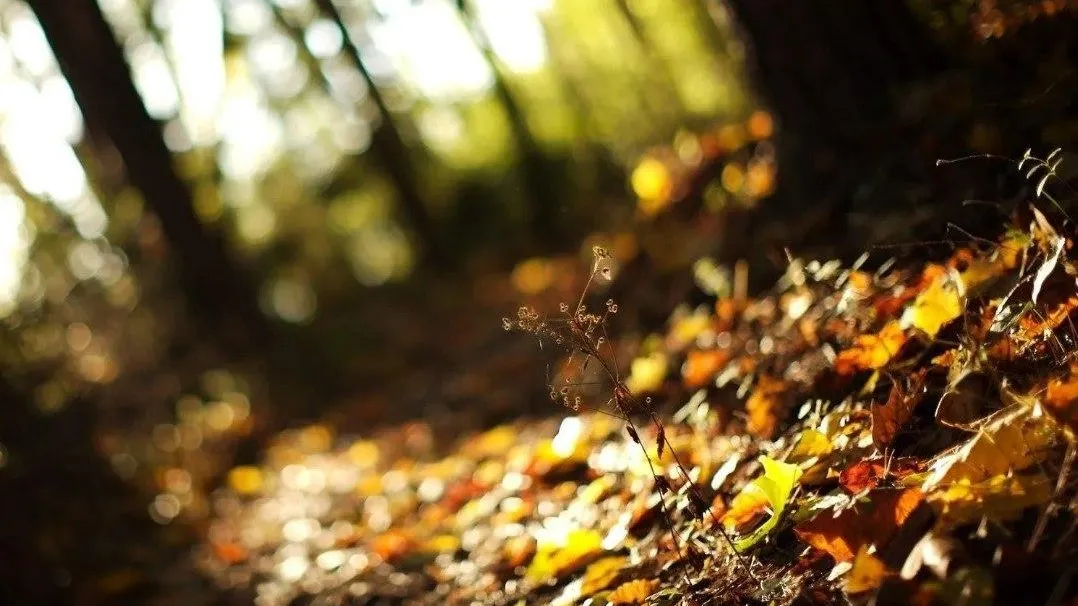 Фото: пресс-служба Комитета лесного хозяйства Московской области