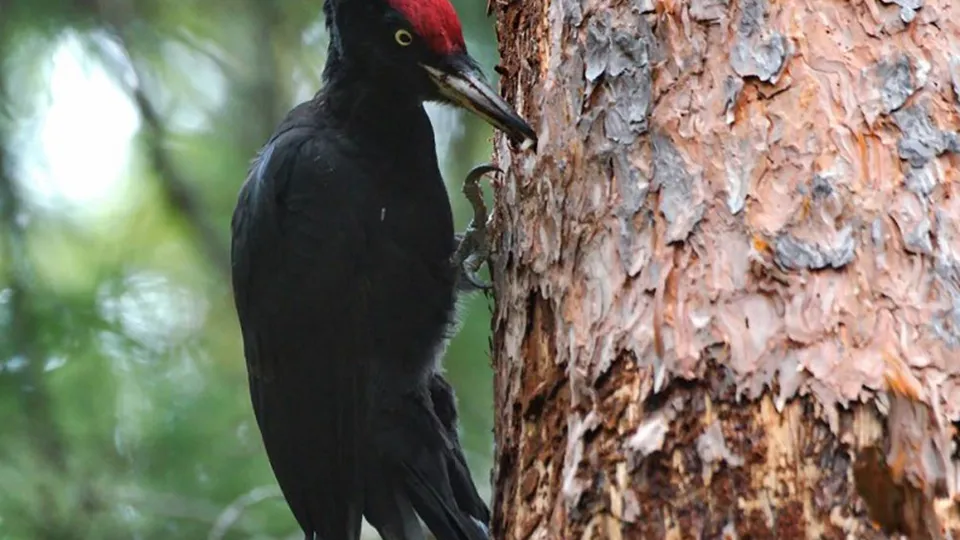 Фото: Министерство экологии и природопользования Московской области
