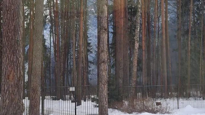 Фото https://vk.com/chp.dmitrov