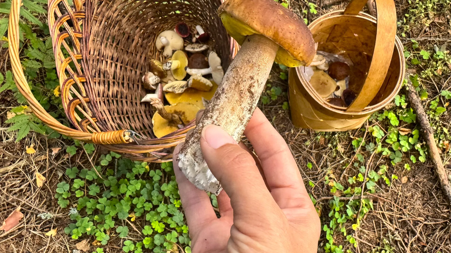 Фото: Медиабанк Подмосковья/Татьяна Рунова