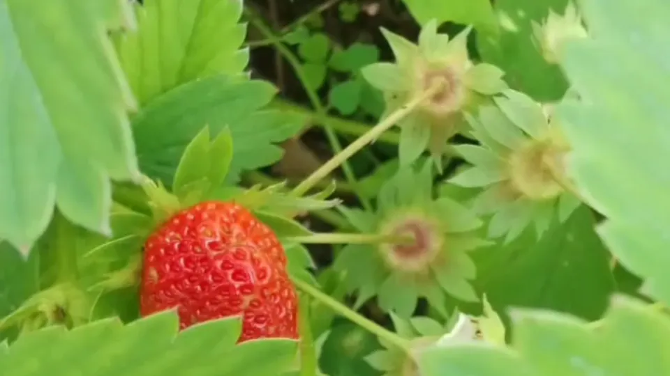 Фото:  vk.com/СОШ №2 г.Рузы, Дошкольное отделение