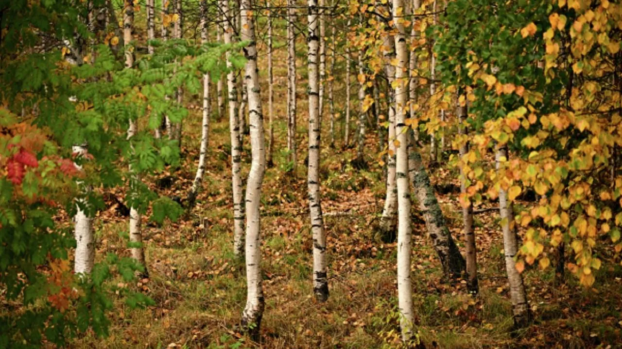 ©Алексей Филиппов/РИА Новости