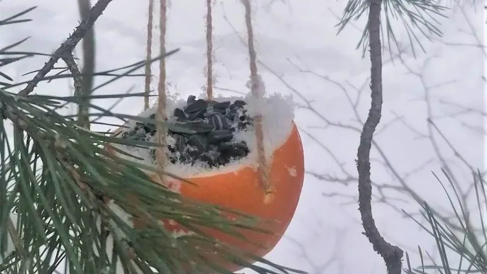 Фото: ГКУ МО «Мособллес»