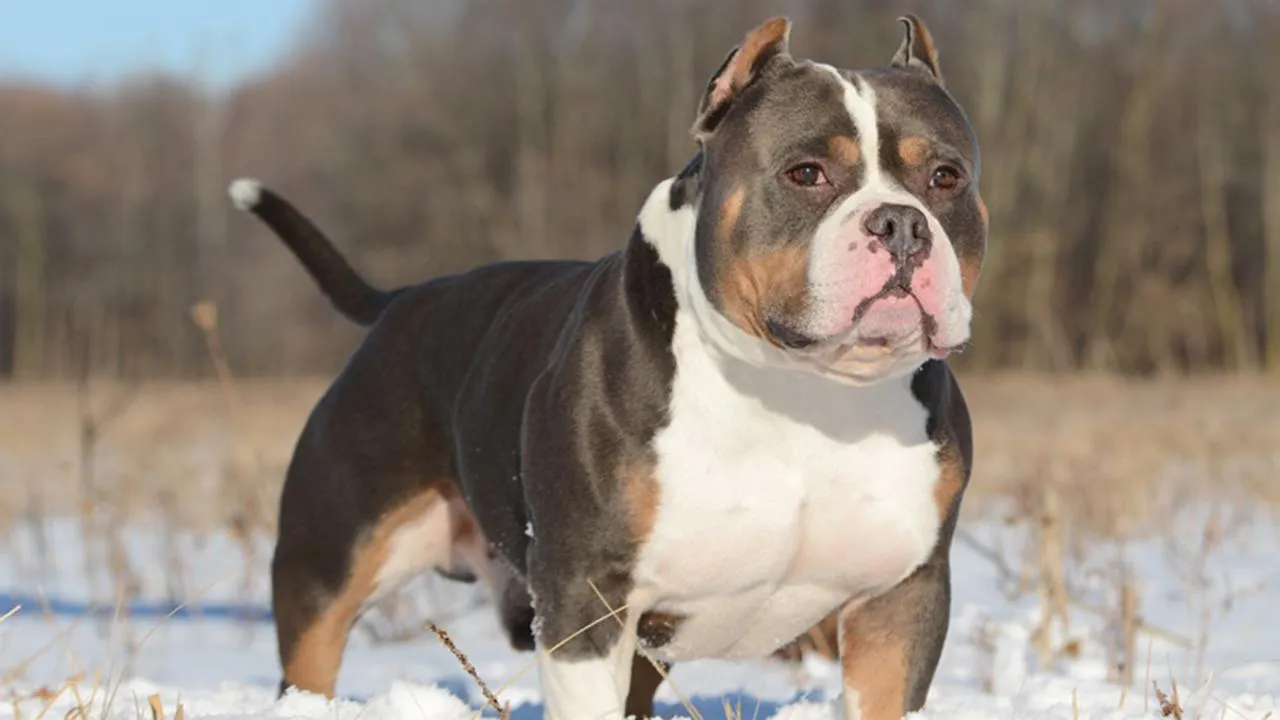 сommons.wikimedia/DistractionFox