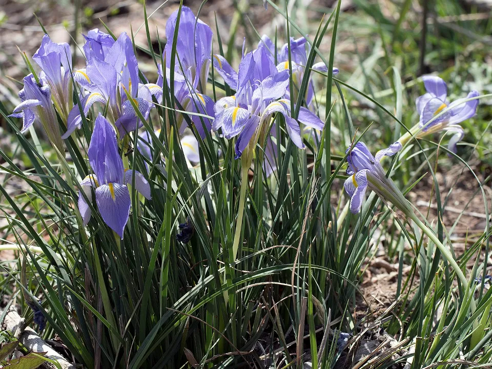 Фото: сommons.wikimedia/Zeynel Cebeci