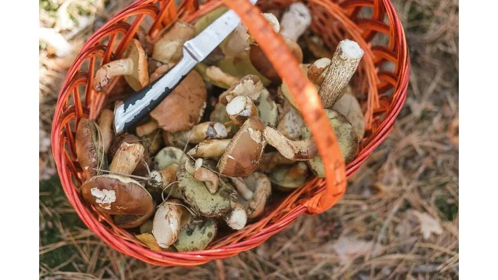 Фото: freepik.com