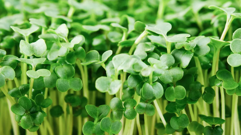 Фото: istockphoto.com/TanyaJoy