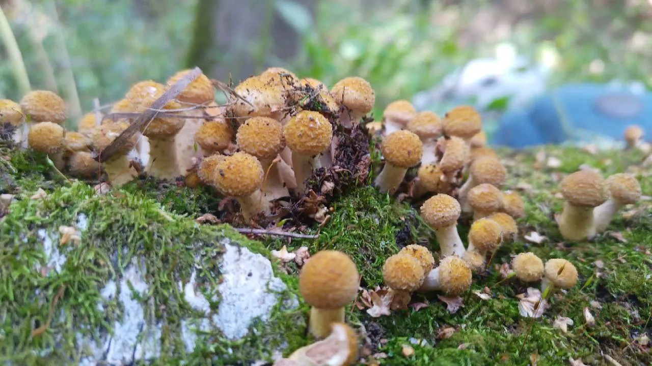 Мария Панина