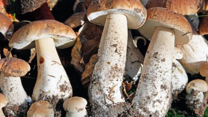 Фото: freepik.com