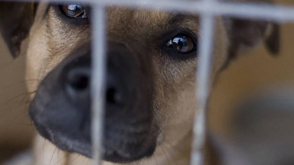 Фото: Медиаархив Подмосковья