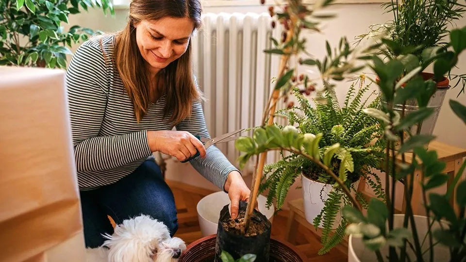 Фото: istockphoto.com/mixetto