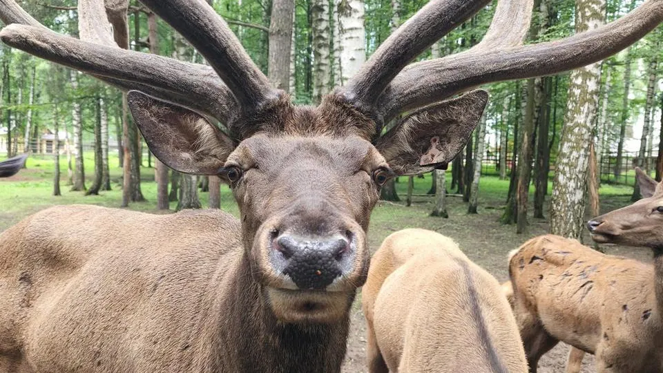 Фото: МедиаБанк Подмосковья/Валерия Исаева