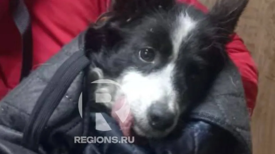 Тося сразу после поимки, на руках у волонтера, ждет приема ветеринара. Фото: предоставлено волонтерами