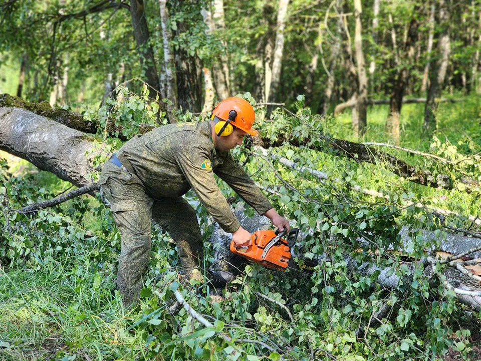 Фото: Комитет лесного хозяйства Московской области