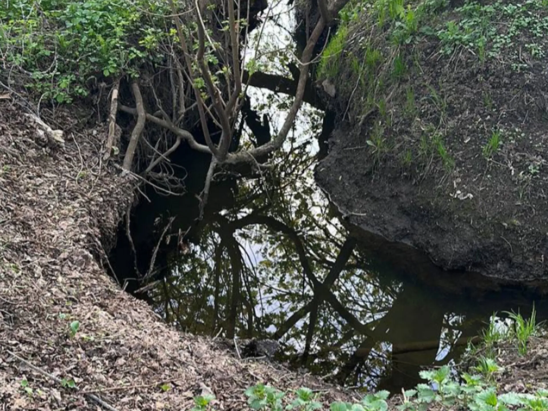 Фото: Хавива Фонина