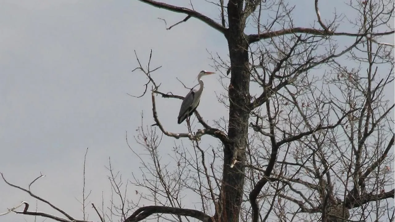 личный архив Константина Кошелева