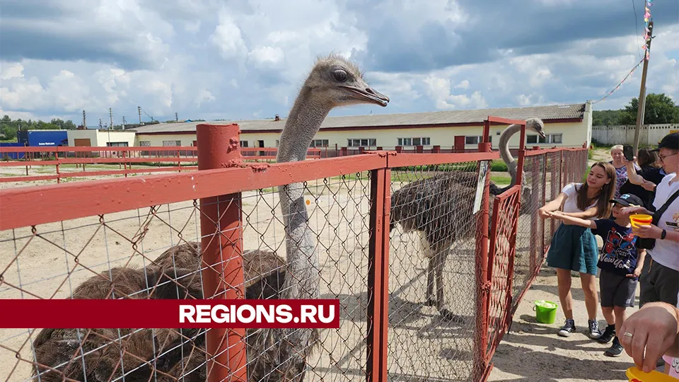 Фото: Александр Степушкин