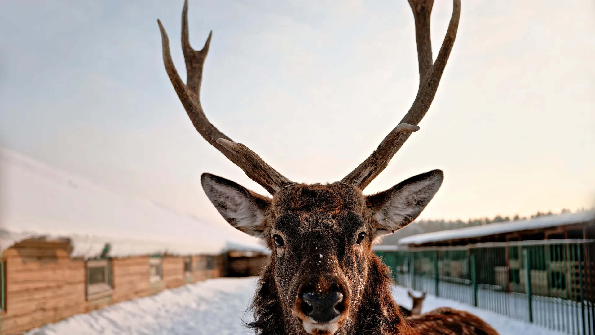 Три вида транспорта для рогов: из Кузбасса в Китай отправится партия окостенелых рогов северного оленя