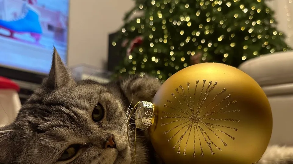 Фото: t.me/chernogolovka_live