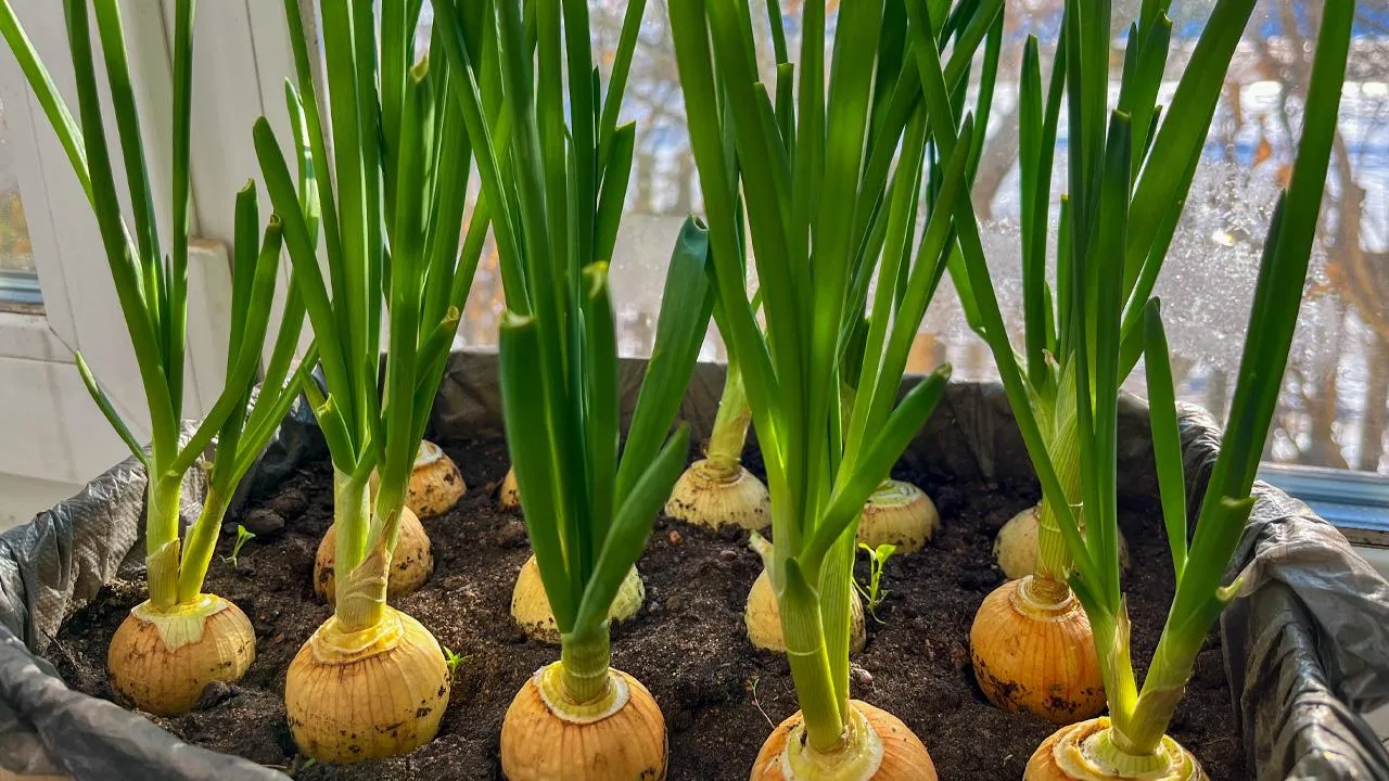 istockphoto.com/Tungalag Balzhirova