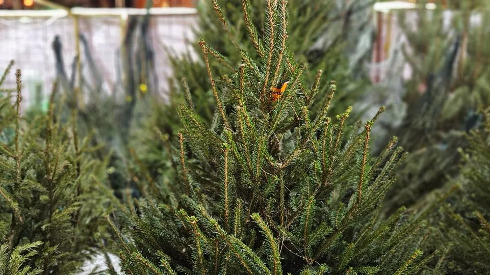 Фото: Министерство по содержанию территорий и государственному жилищному надзору МО