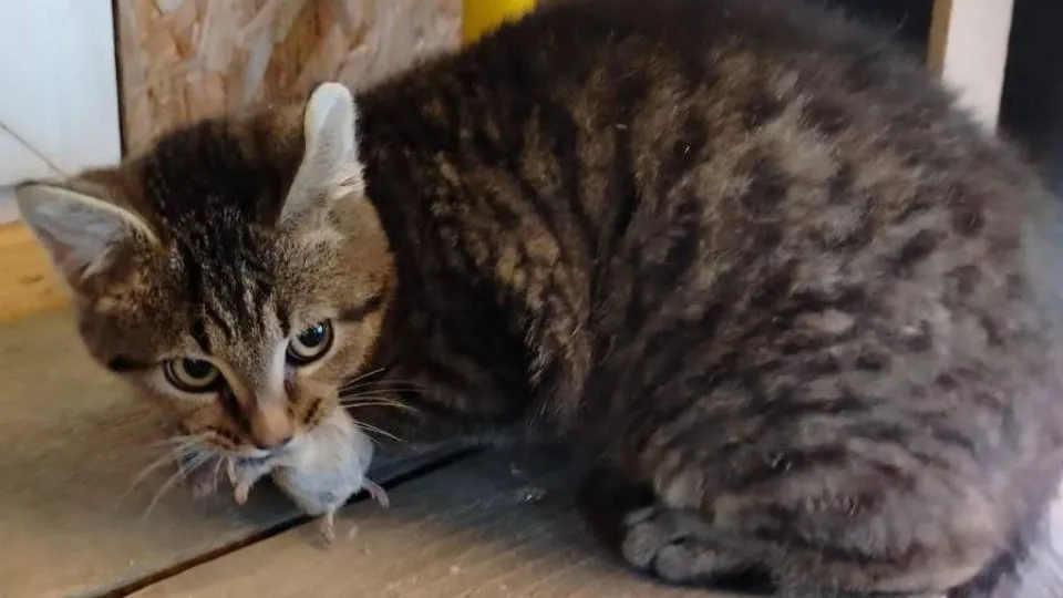 Фото: пресс-служба администрации г.о. Солнечногорск