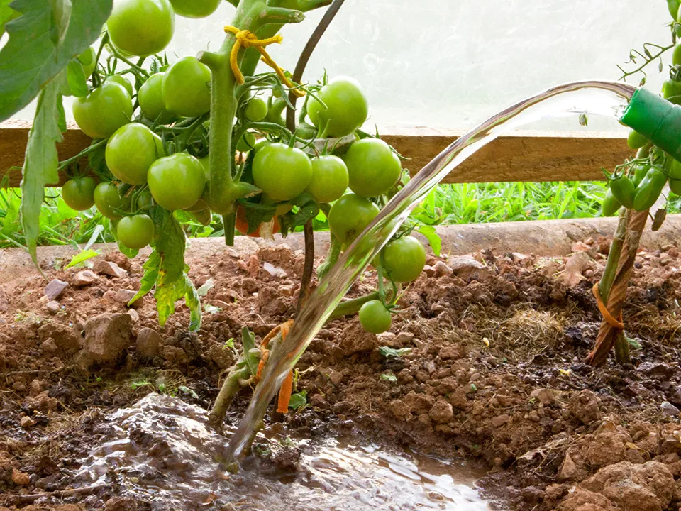 Фото: istockphoto.com