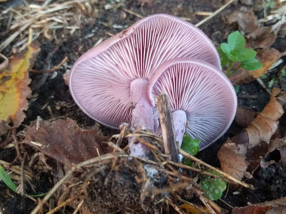 Фото: сommons.wikimedia/Michel Langeveld