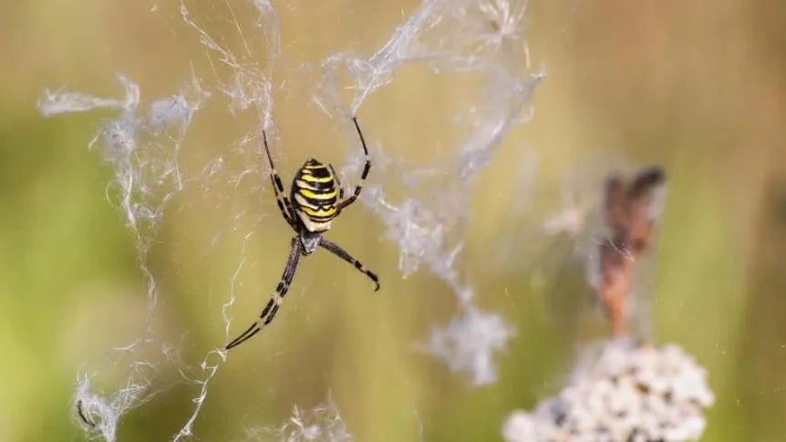 Пауки-осы в Домодедово. Фото: Владимир Шленсков