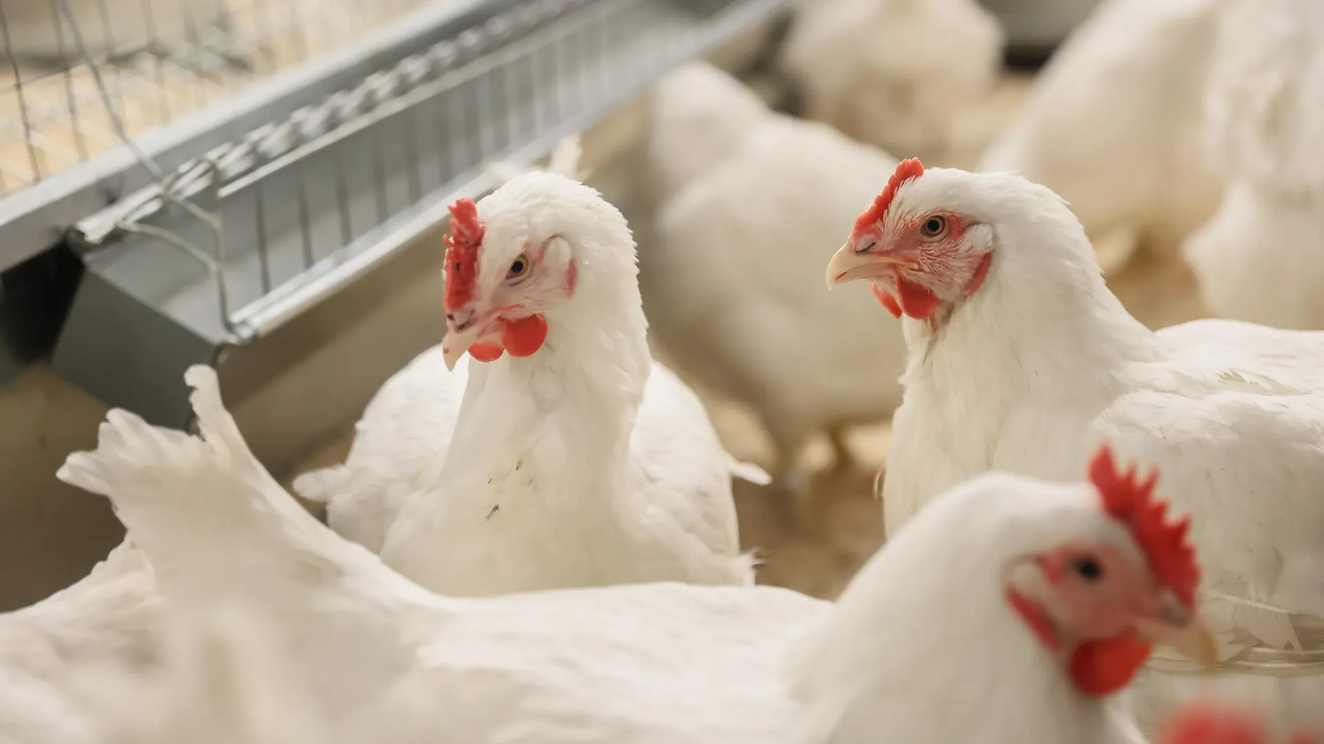 пресс-служба губернатора и правительства Московской области