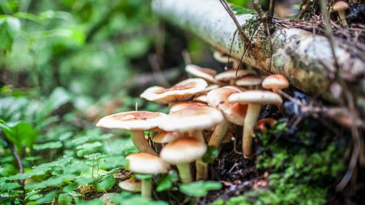 REGIONS/Роман Малышенко