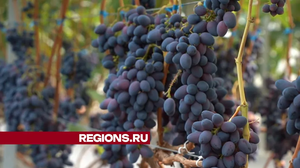 Фото: Юлия Андросова