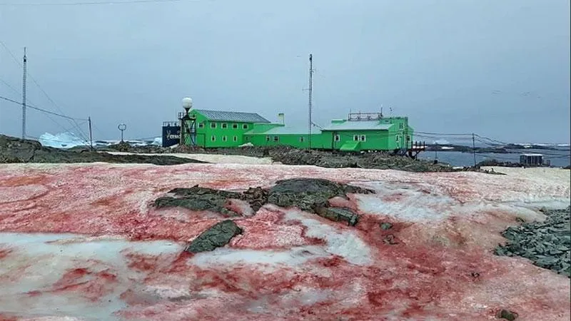 Украинскую антарктическую станцию атаковали красные водоросли