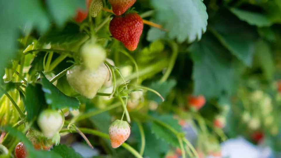 Фото: Министерство сельского хозяйства и продовольствия Московской области