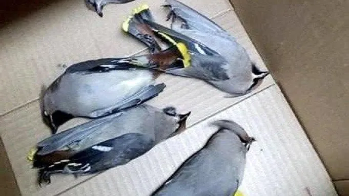 фото: от подписчика