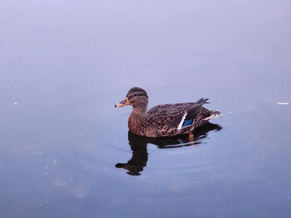 Фото: МедиаБанк Подмосковья/Евгений Рой