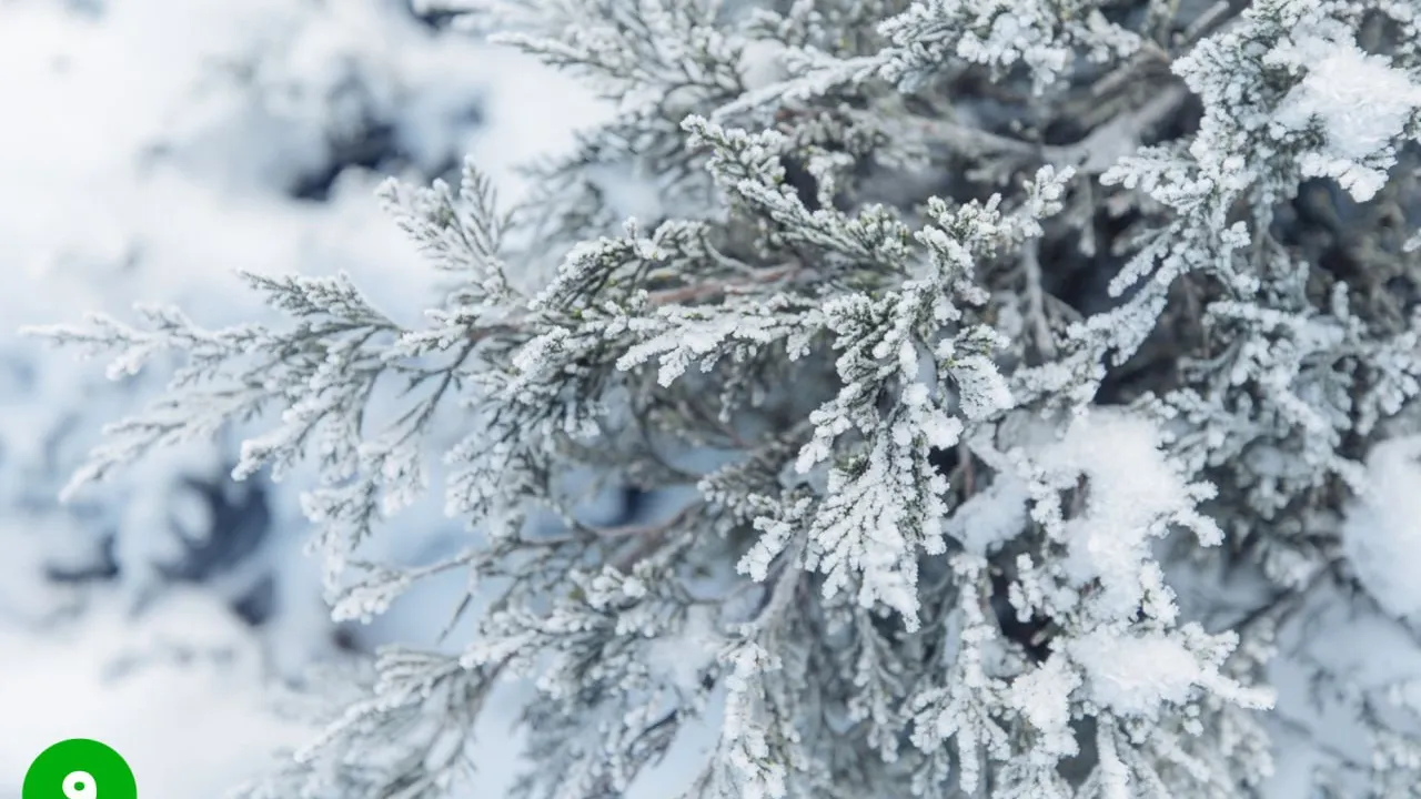Фото: Комитет лесного хозяйства Московской области