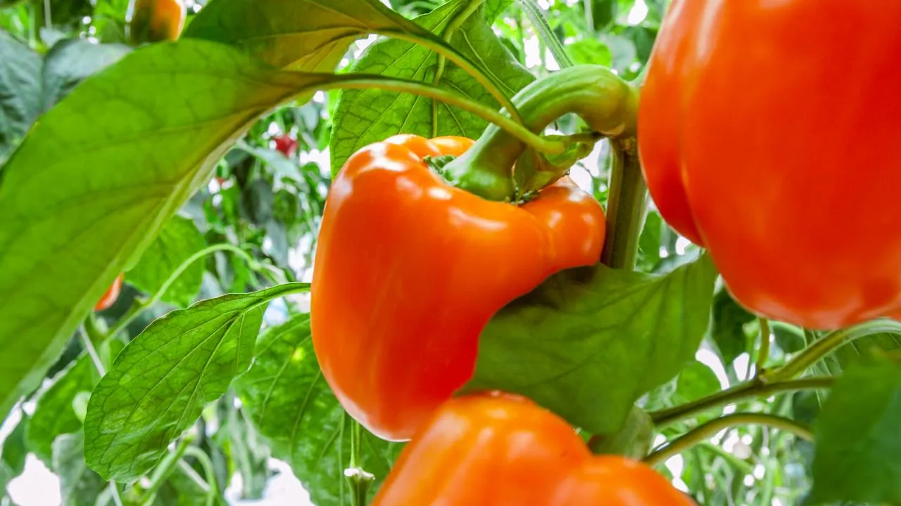 istockphoto.com/pidjoe