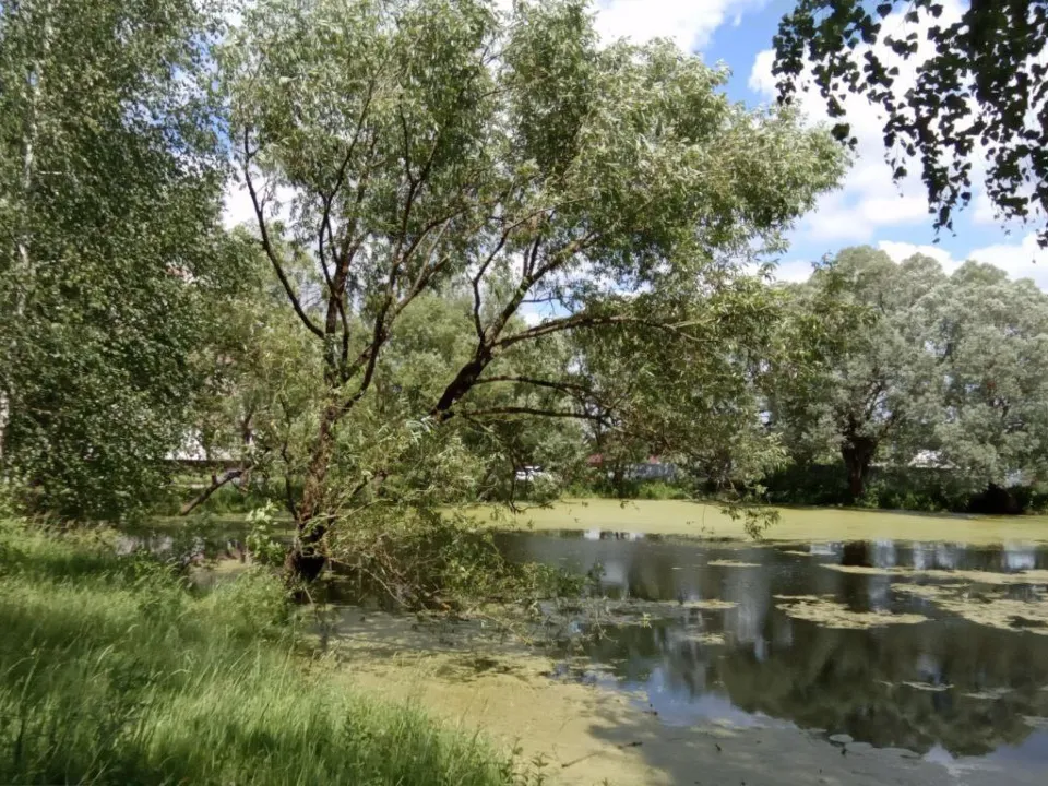 Так щуровские пруды выглядели еще несколько месяцев назад.&nbsp;Фото: пресс-служба администрации г.о. Коломна