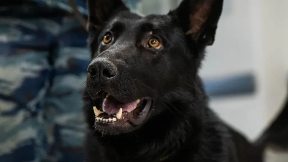 Фото: пресс-служба администрации г.о. Домодедово