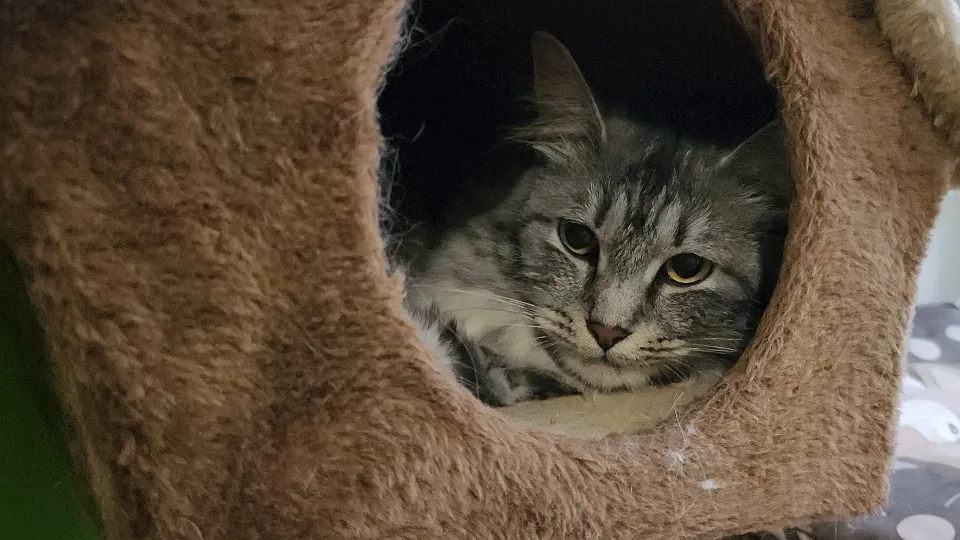 Фото: МедиаБанк Подмосковья/Юлия Смагринская