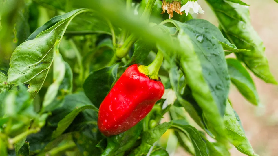 Фото: freepik.com