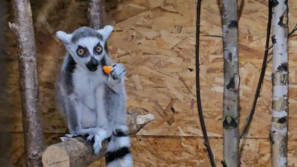 Фото: пресс-служба администрации г.о. Клин